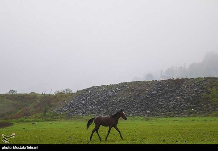 طبیعت سد لفور