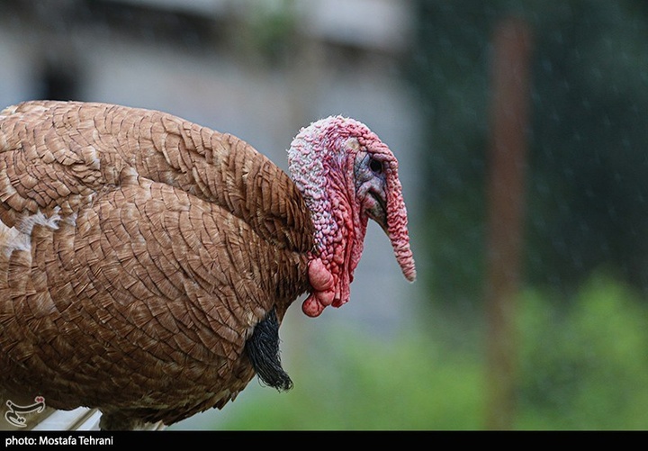 طبیعت سد لفور