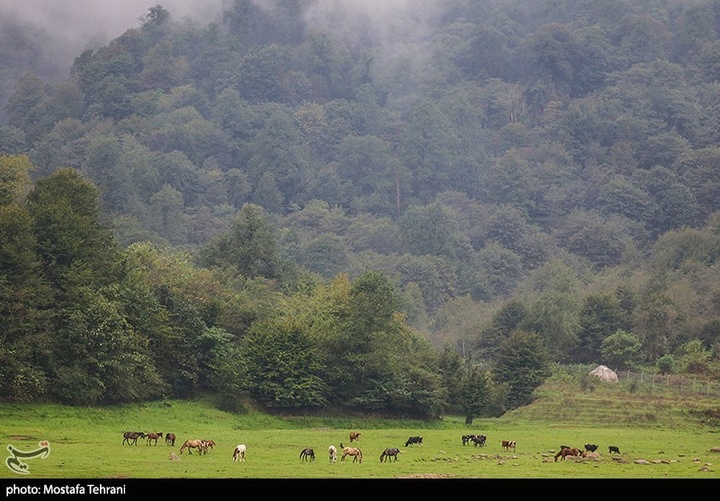 طبیعت سد لفور