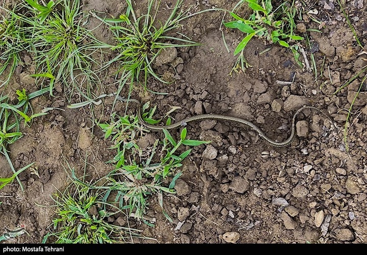 طبیعت سد لفور