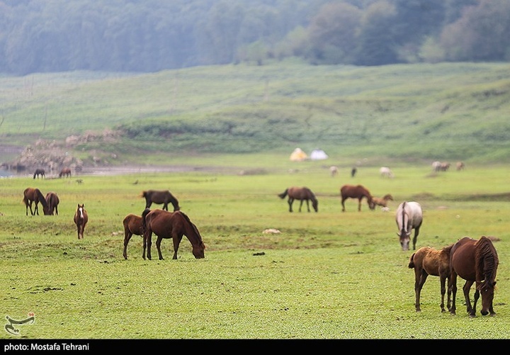 طبیعت سد لفور