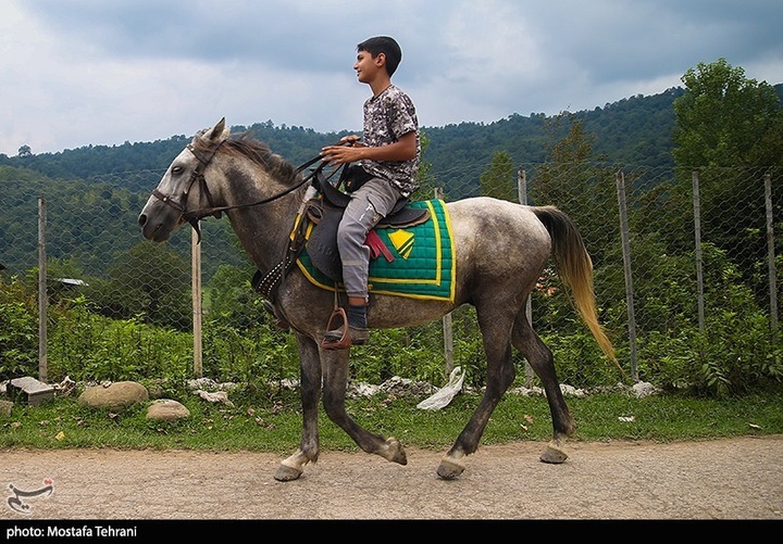 طبیعت سد لفور