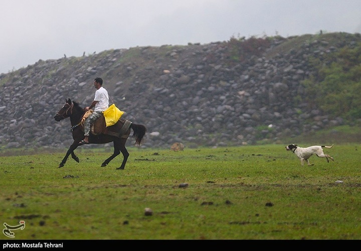 طبیعت سد لفور