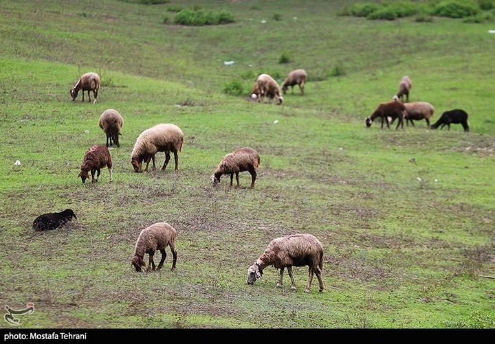 طبیعت سد لفور