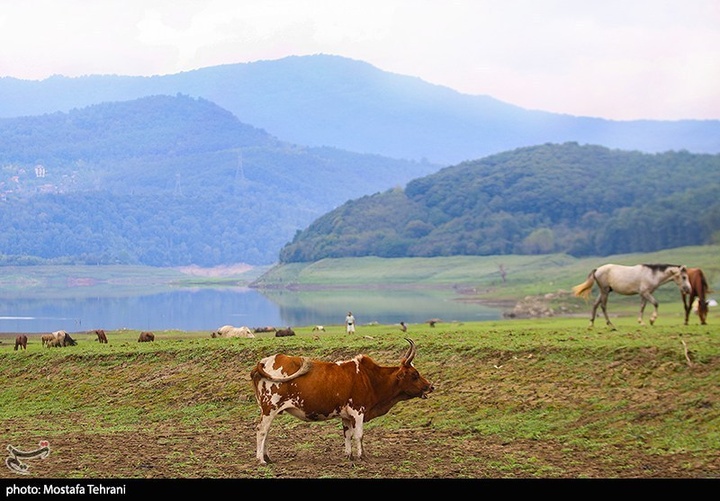 طبیعت سد لفور