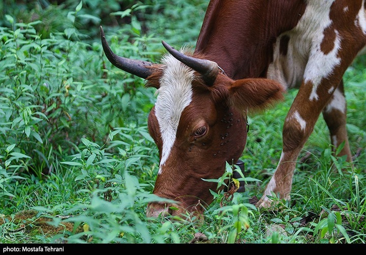 طبیعت سد لفور