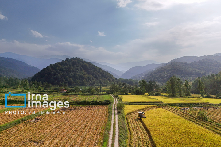 برداشت برنج در ارتفاعات مازندران