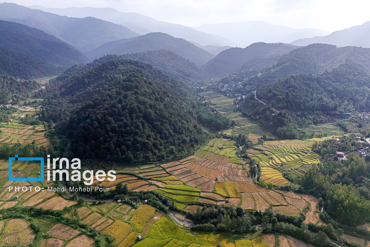 برداشت برنج در ارتفاعات مازندران