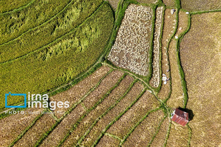 برداشت برنج در ارتفاعات مازندران