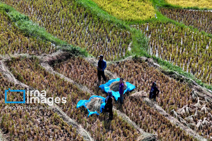 برداشت برنج در ارتفاعات مازندران