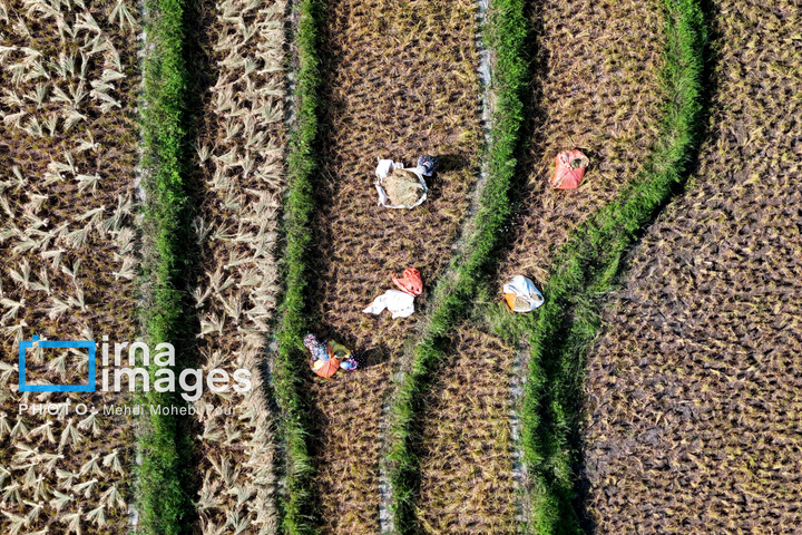برداشت برنج در ارتفاعات مازندران