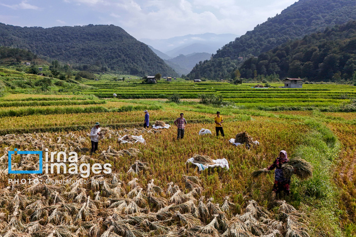 برداشت برنج در ارتفاعات مازندران