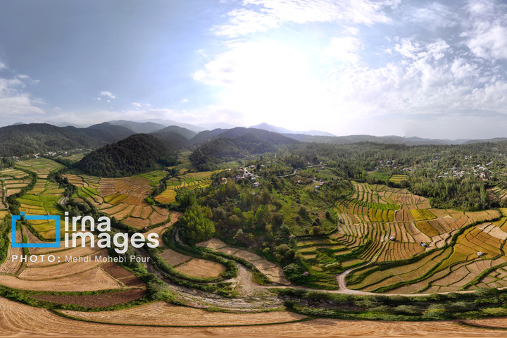 برداشت برنج در ارتفاعات مازندران