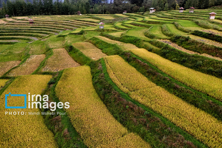 برداشت برنج در ارتفاعات مازندران