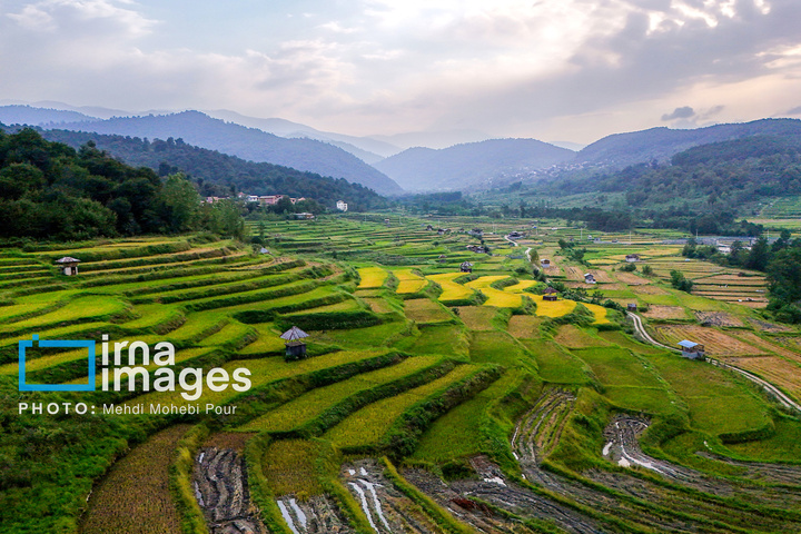 برداشت برنج در ارتفاعات مازندران