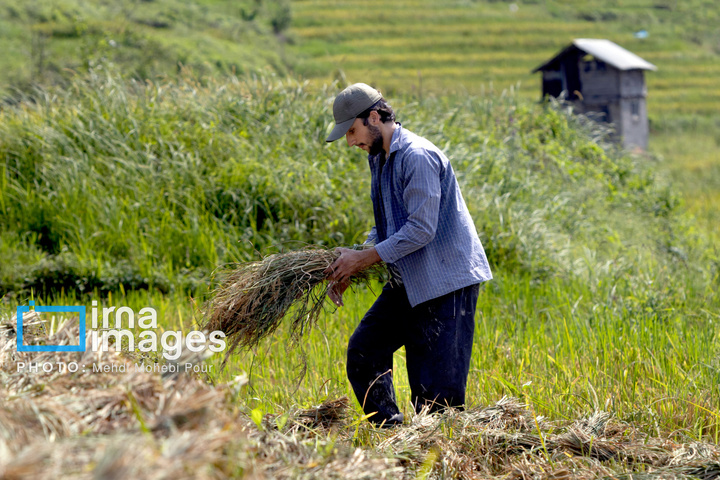 برداشت برنج در ارتفاعات مازندران