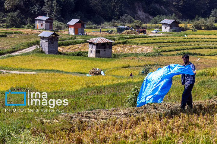 برداشت برنج در ارتفاعات مازندران