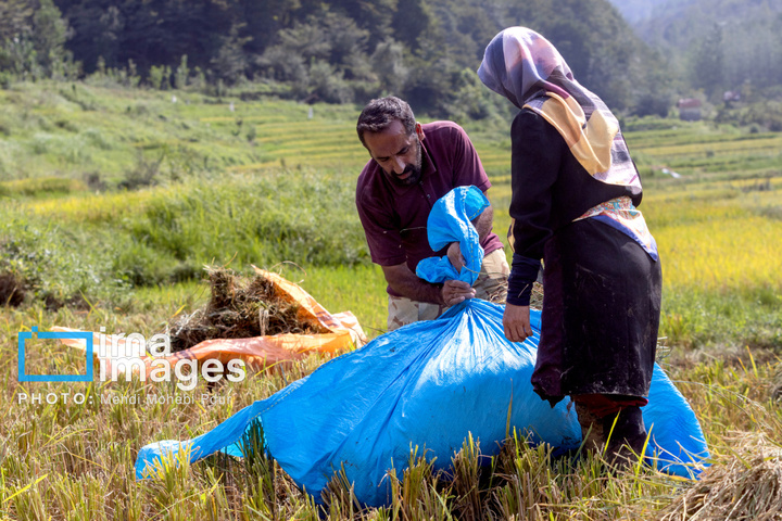 برداشت برنج در ارتفاعات مازندران