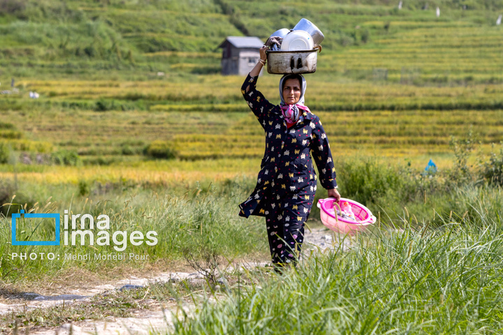 برداشت برنج در ارتفاعات مازندران