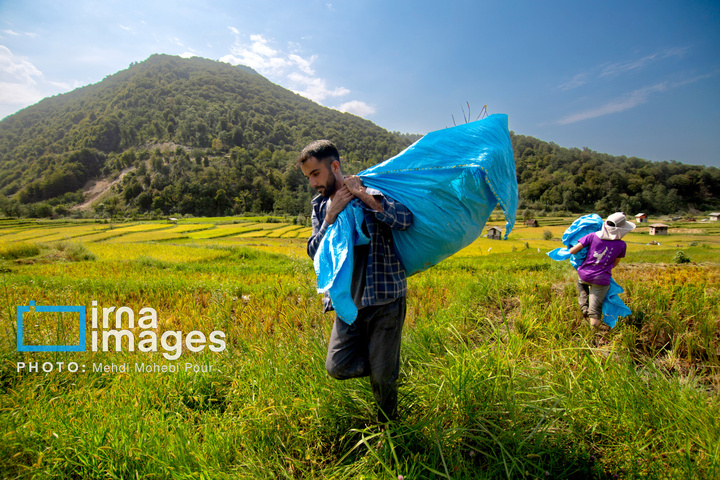 برداشت برنج در ارتفاعات مازندران