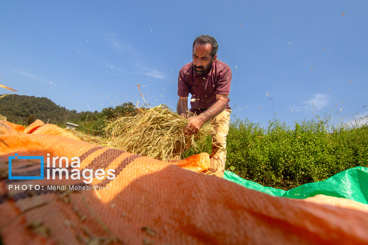 برداشت برنج در ارتفاعات مازندران