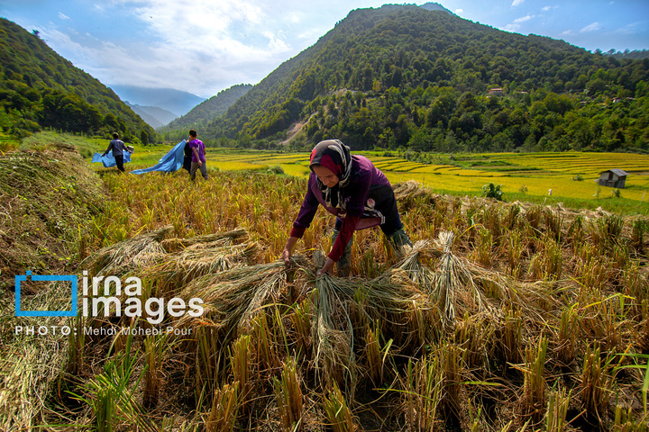 برداشت برنج در ارتفاعات مازندران