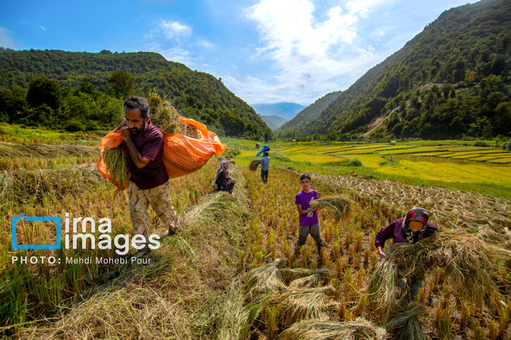 برداشت برنج در ارتفاعات مازندران