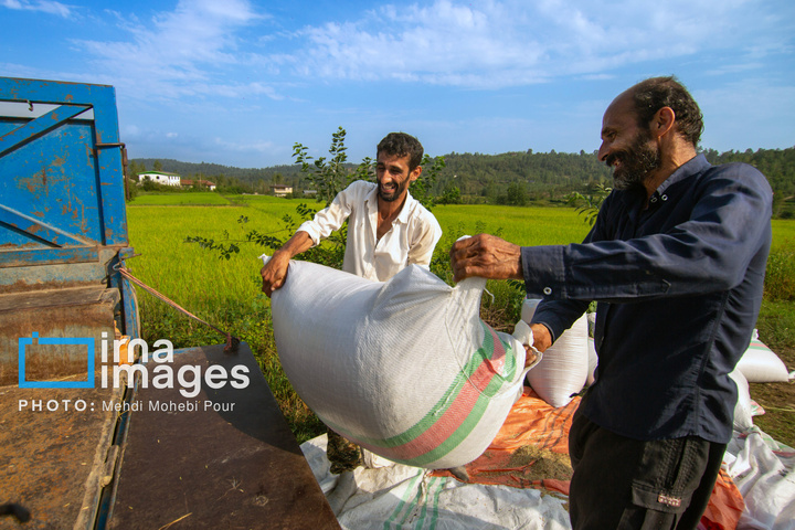برداشت برنج در ارتفاعات مازندران