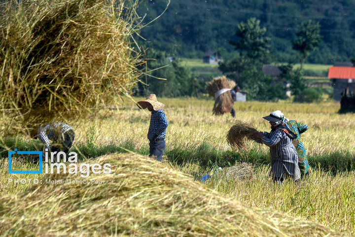 برداشت برنج در ارتفاعات مازندران