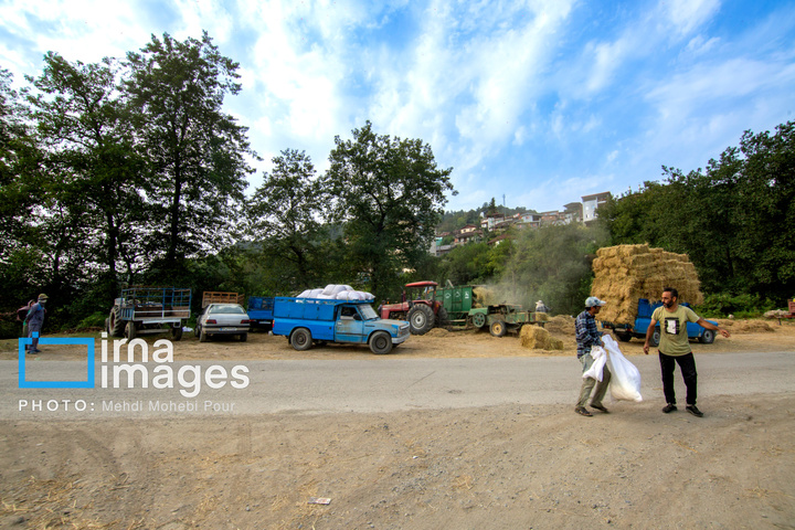 برداشت برنج در ارتفاعات مازندران