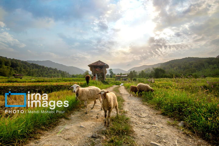 برداشت برنج در ارتفاعات مازندران