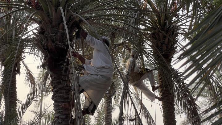 جشنواره «نوروز زراعی» در روستای دیرستان