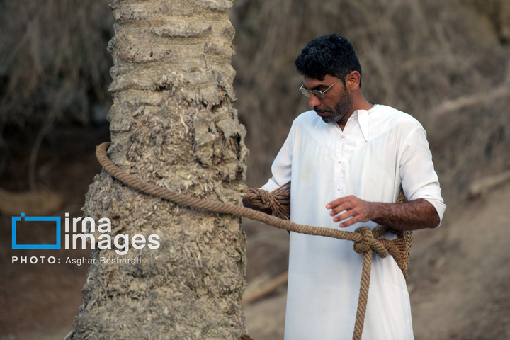 جشنواره «نوروز زراعی» در روستای دیرستان