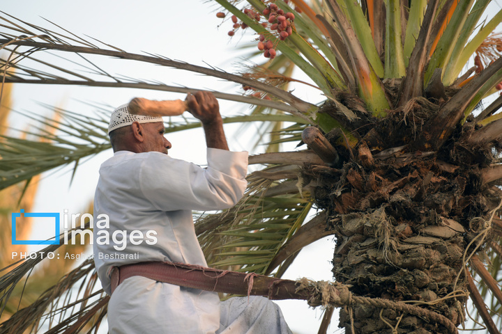 جشنواره «نوروز زراعی» در روستای دیرستان