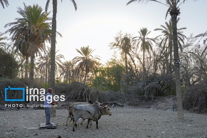 جشنواره «نوروز زراعی» در روستای دیرستان