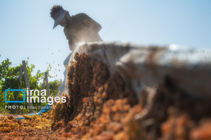 برداشت انگور در شهر تاکستان قزوین