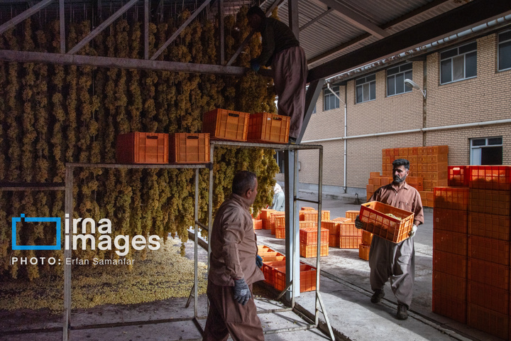 برداشت انگور در شهر تاکستان قزوین