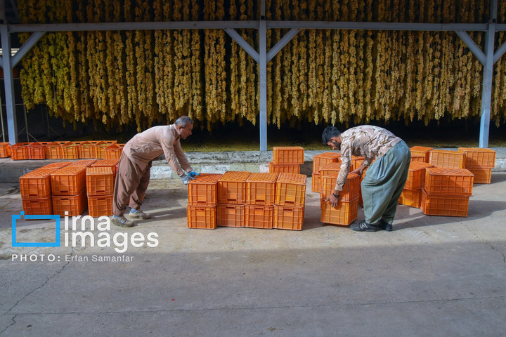 برداشت انگور در شهر تاکستان قزوین