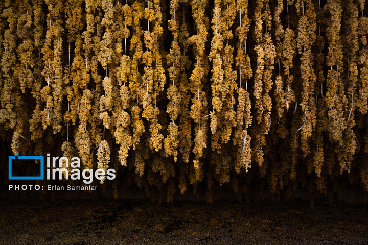 برداشت انگور در شهر تاکستان قزوین