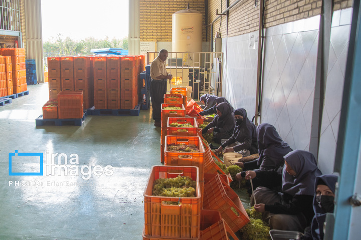 برداشت انگور در شهر تاکستان قزوین