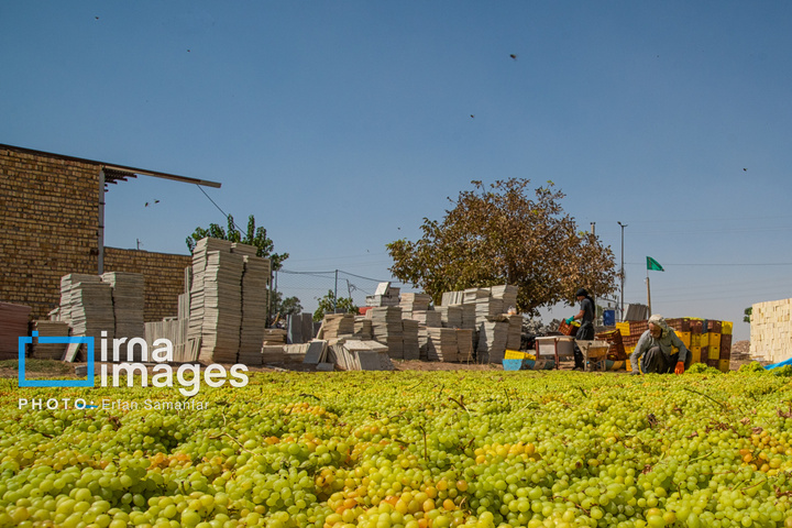 برداشت انگور در شهر تاکستان قزوین