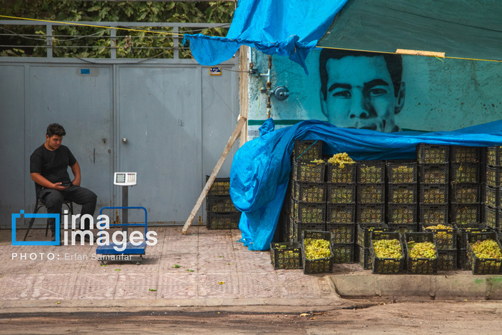 برداشت انگور در شهر تاکستان قزوین