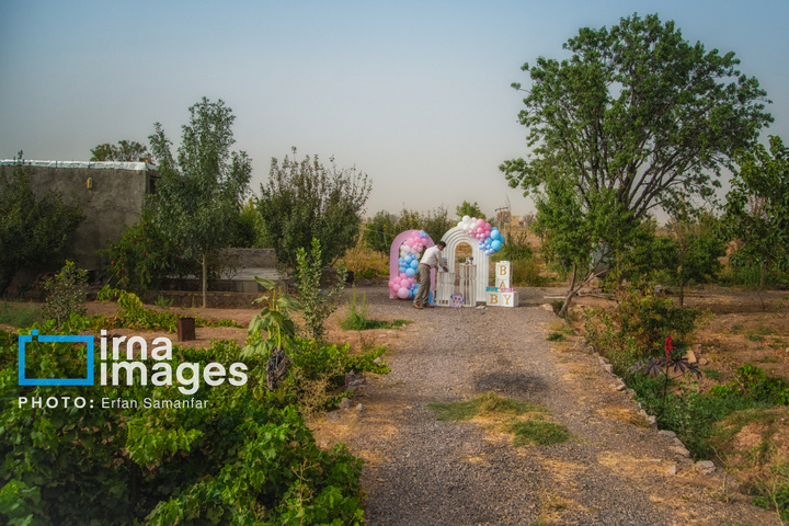 برداشت انگور در شهر تاکستان قزوین