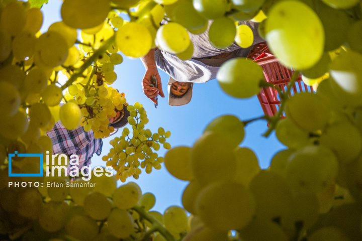 برداشت انگور در شهر تاکستان قزوین