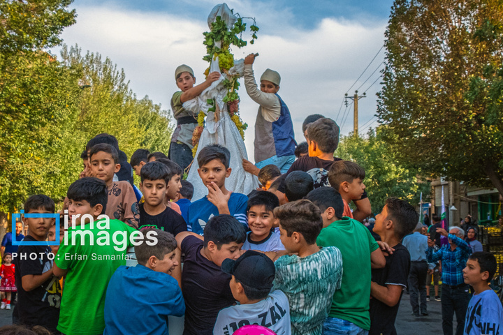 برداشت انگور در شهر تاکستان قزوین