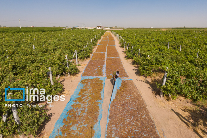 برداشت انگور در شهر تاکستان قزوین