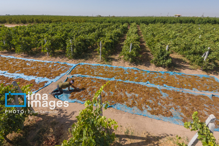 برداشت انگور در شهر تاکستان قزوین