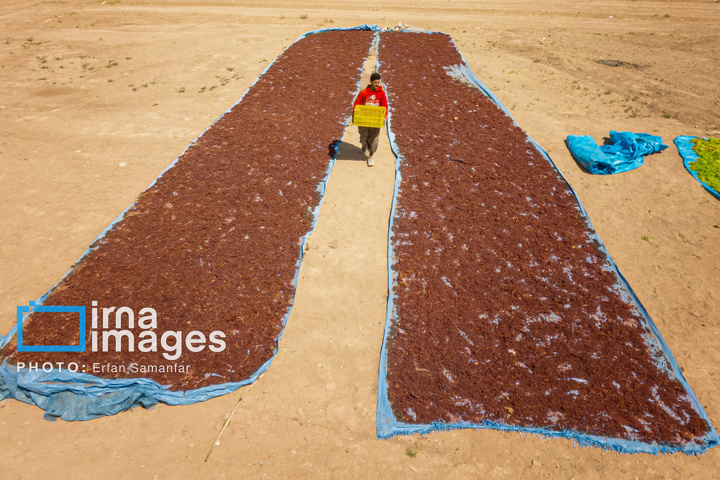 برداشت انگور در شهر تاکستان قزوین