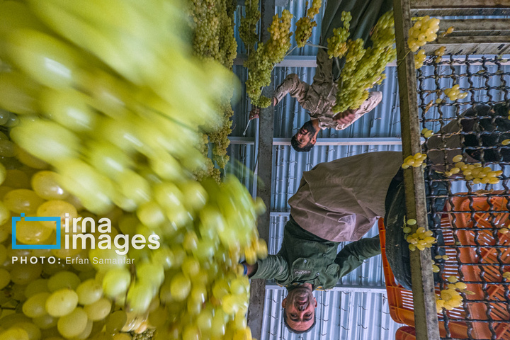 برداشت انگور در شهر تاکستان قزوین