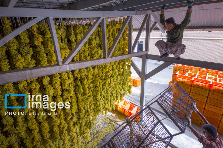 برداشت انگور در شهر تاکستان قزوین